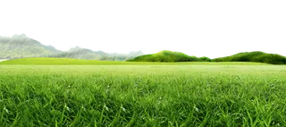 现代农业绿色麦苗