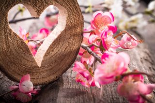 樱花节漂亮樱花高清摄影图片