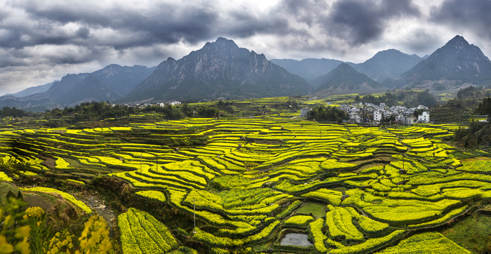 安徽绩溪家朋油菜花风景图片-第1张