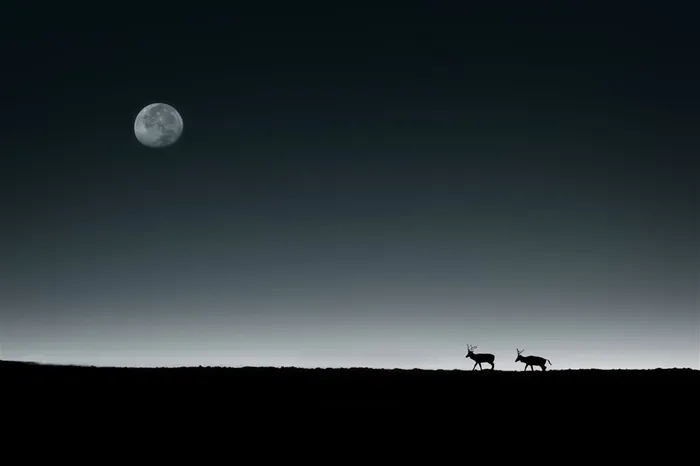 月亮下归途的麋鹿 月亮下归途的麋鹿