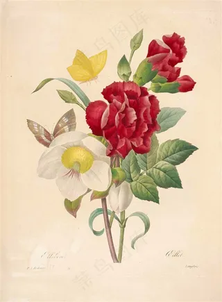 国外复古手绘鲜花植物高清图片