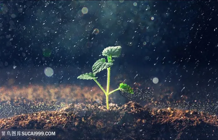 雨天从土地里长出的嫩芽