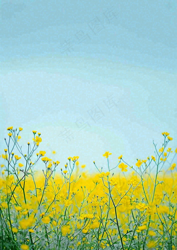 春天花海小黄花清新鲜花，蓝天春分(928x1312)