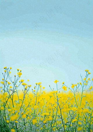 春天花海小黄花清新鲜花，蓝天春分