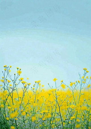 春天花海小黄花清新鲜花，蓝天春分