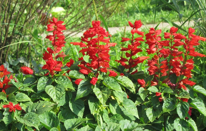 红色鼠尾草图片