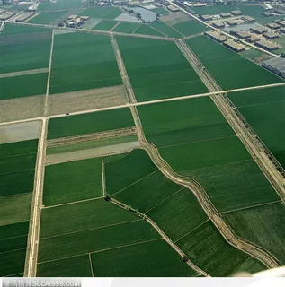 现代农业-成片的稻田