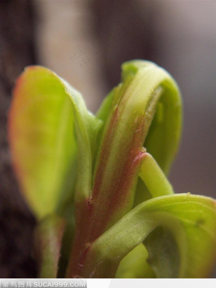 初春柳树的嫩芽