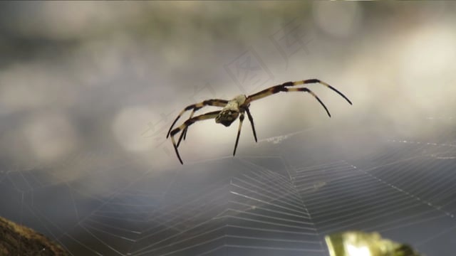 宏, 昆虫, 动物群, 蜘蛛, 院子, 哥伦比亚