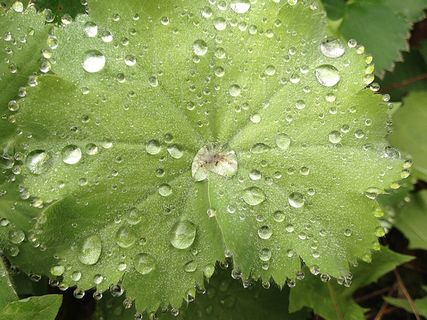 风景 露水 素材拍摄 (61) 风景 露水 素材拍摄 (61)