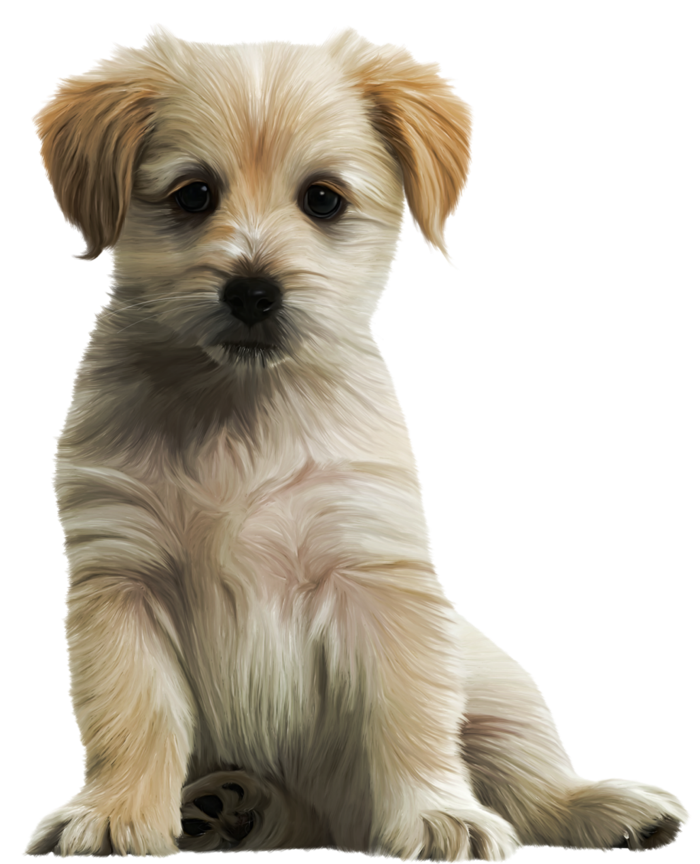 田园犬动物