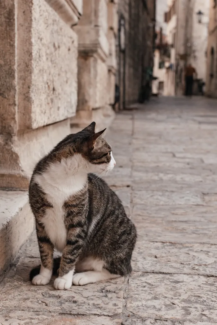 可爱猫咪猫猫摄影素材