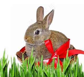 草丛可爱小兔子图片
