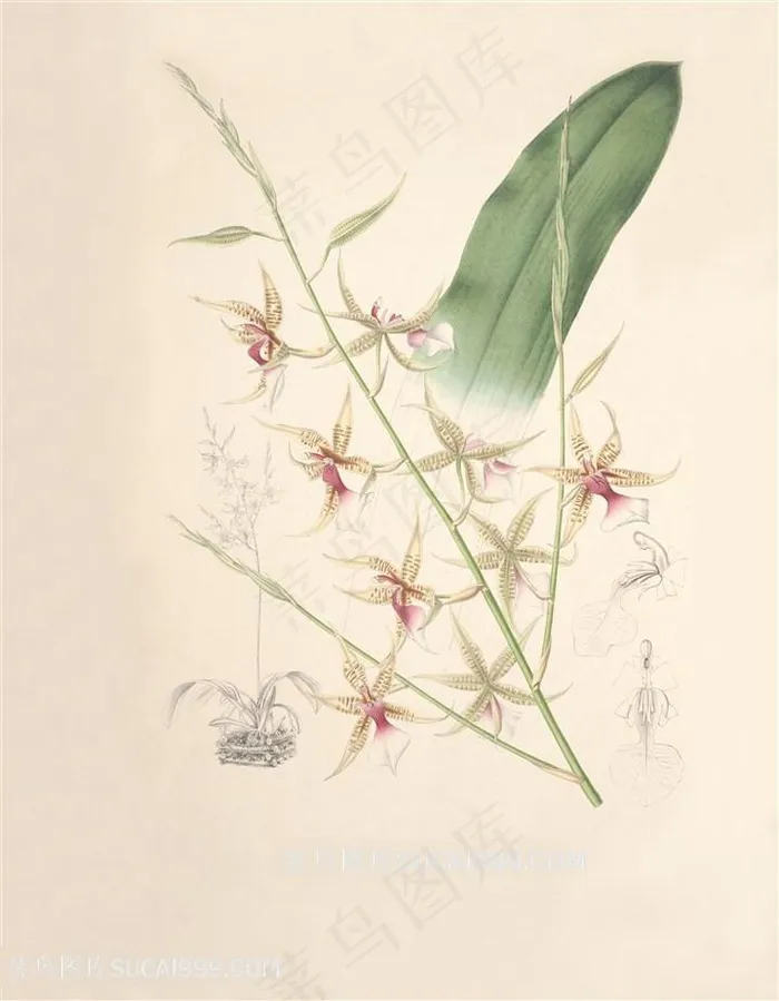 高清兰花复古挂画