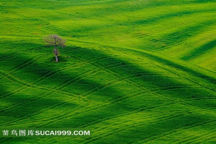 高清绿色林野风景图片
