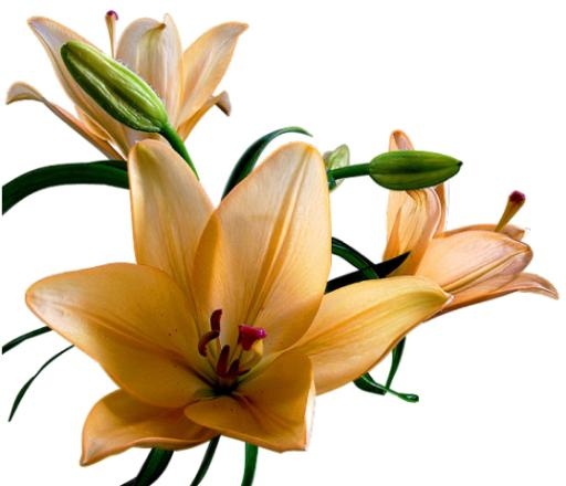 百合花免抠(558x480)