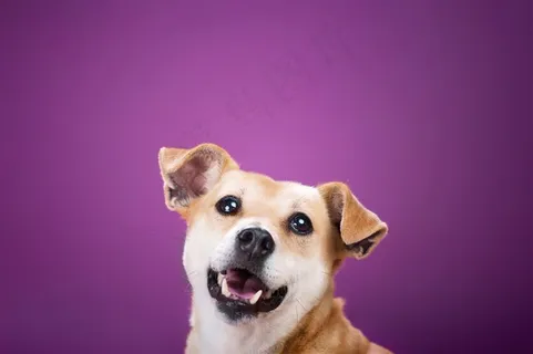 高清调皮宠物狗狗摄影