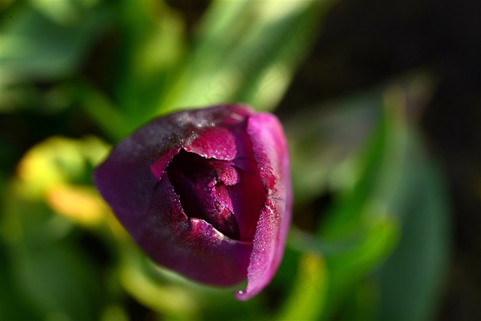 紫红色花苞即将开放