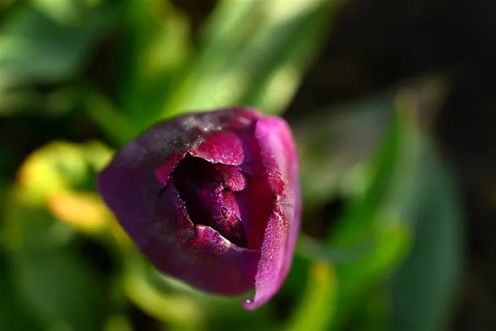 紫红色花苞即将开放