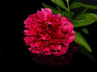 一朵红牡丹图片