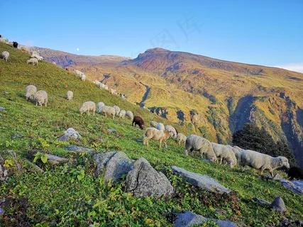 高地羊群图片