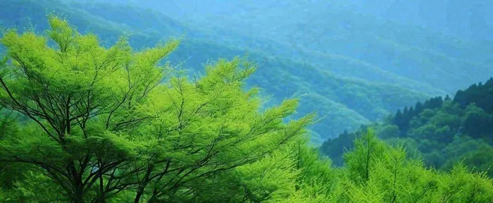 绿色树冠，绿色森林山脉，春天摄影图(1712x704)