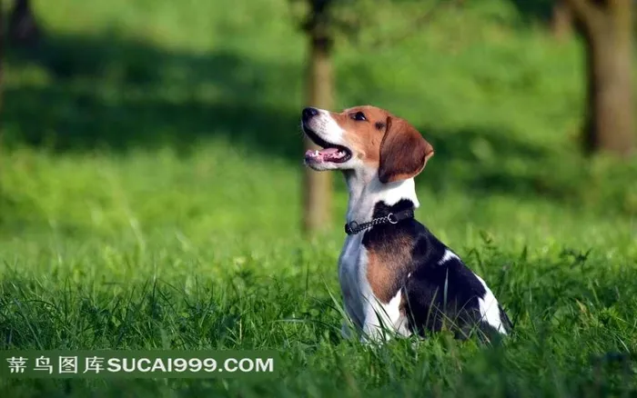 坐在草地上的比格犬