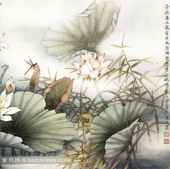 荷花-023