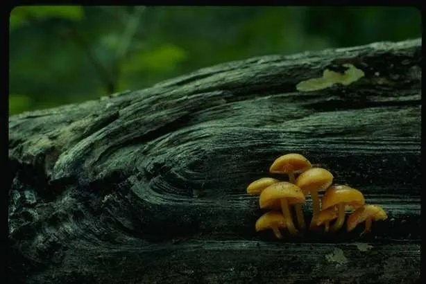 蘑菇图片