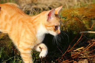 可爱猫咪 动物 素材 奶萌 (81)