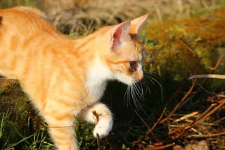 可爱猫咪 动物 素材 奶萌 (81)