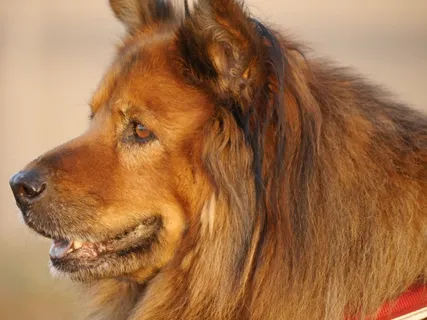 澳大利亚牧羊犬肖像照 澳大利亚牧羊犬肖像照