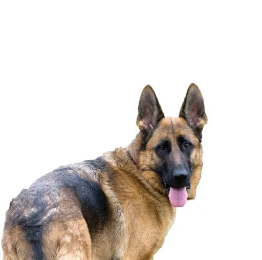 德国牧羊犬 PNG免抠(1513x1500)