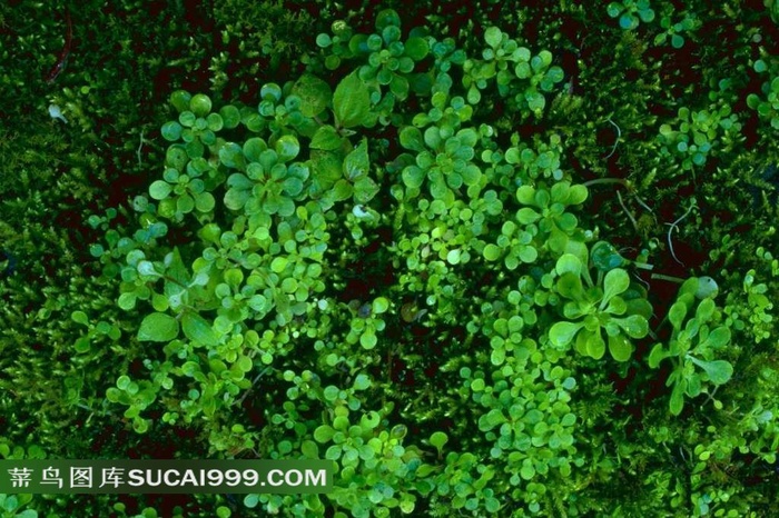 水滴形状的绿色小叶子