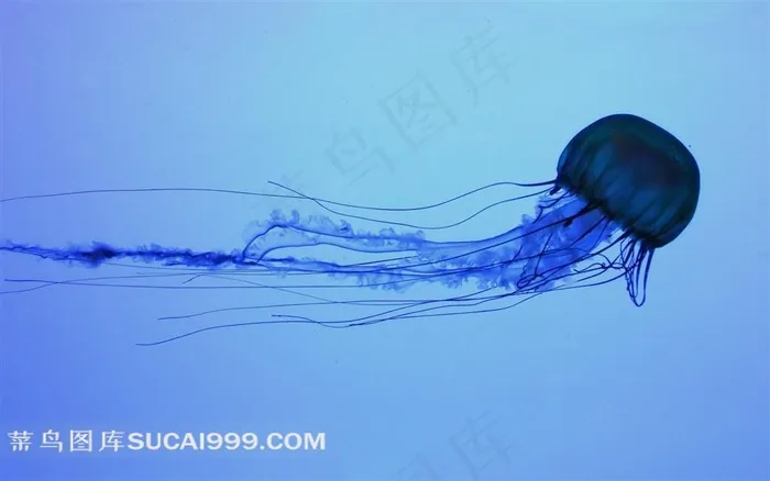 海洋生物水母素材