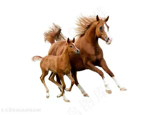 黄色小骏马与母骏马图片