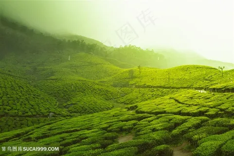山野春天山花花海高山远山野外户外绿色山上的花树林清新一片旅游休闲摄影 山野春天山花花海高山远山野外户外绿色山上的花树林清新一片旅游休闲摄影