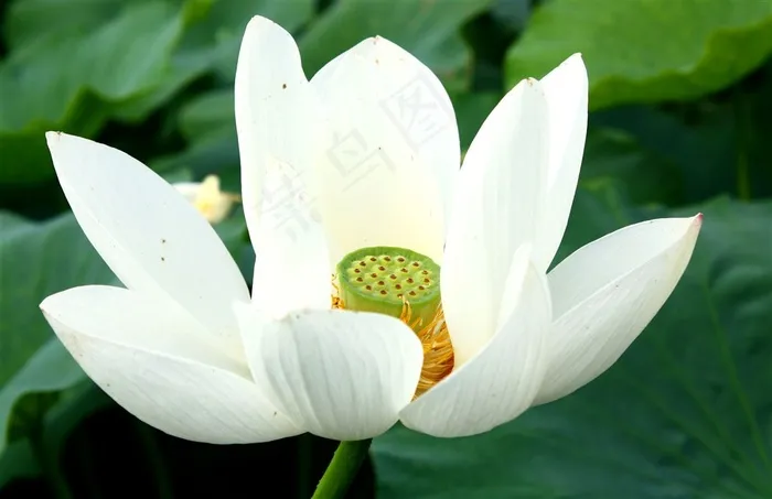 洁白的荷花摄影素材