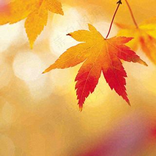 秋天秋意黄色落叶枫叶意境，秋分立秋摄影图