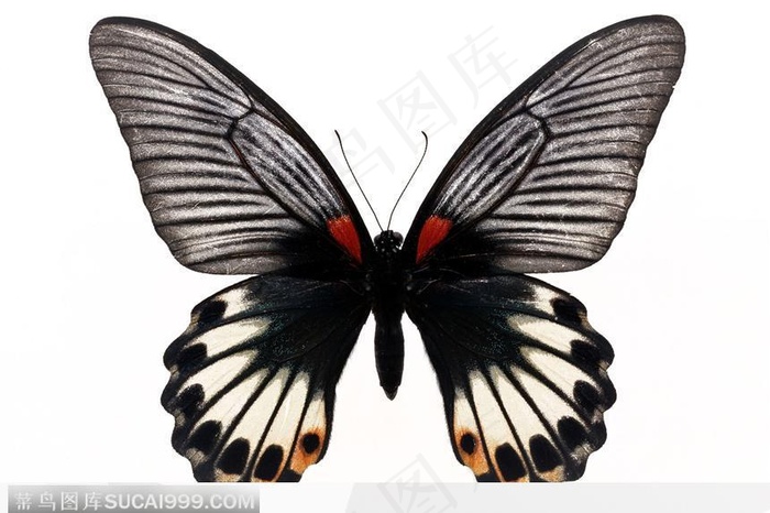 蝴蝶标本（彩蝶）