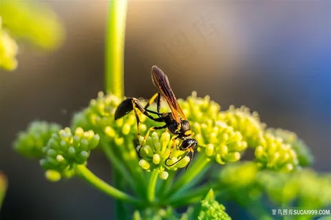 正在采蜜的蜜蜂