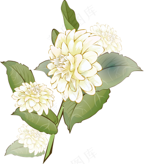 手绘草本中药药材