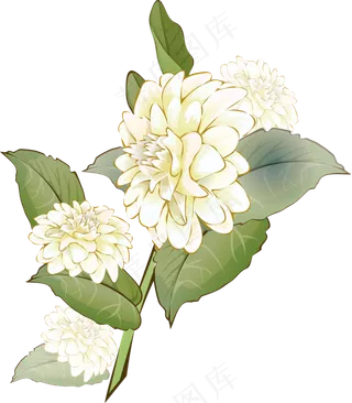 手绘草本中药药材