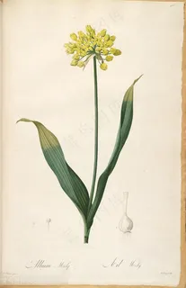 高清雷杜德原版花草花卉图谱 高清雷杜德原版花草花卉图谱