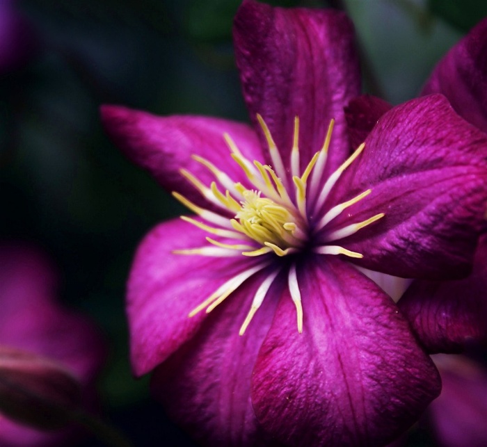 唯美鲜花高清图片