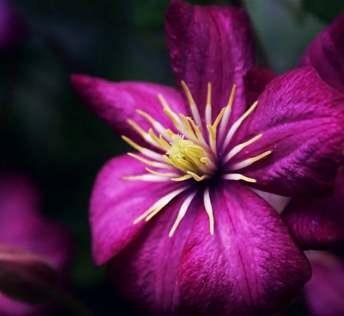 唯美鲜花高清图片