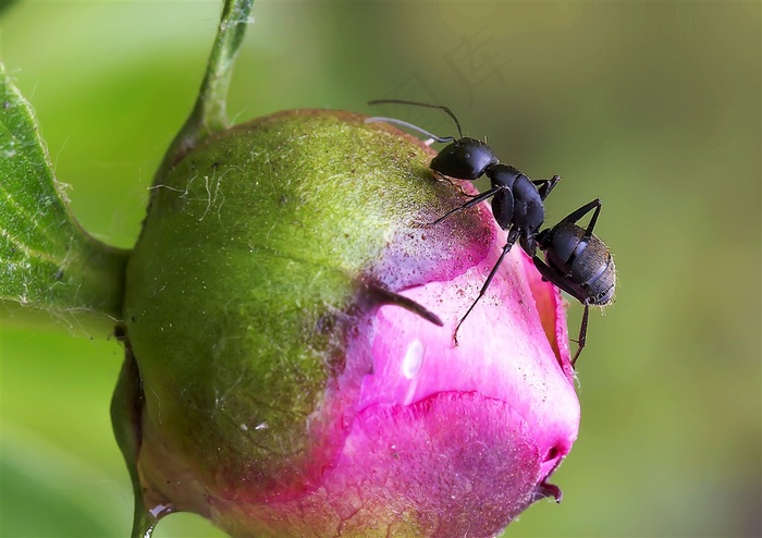 不辞劳苦的蚂蚁摄影素材