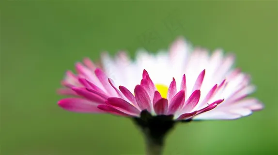 粉色花朵鲜花高清图片