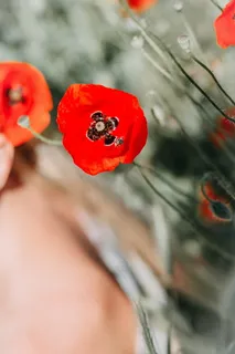 唯美红色罂粟图片 唯美红色罂粟图片