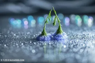 高清唯美粉蓝鲜花摄影图片